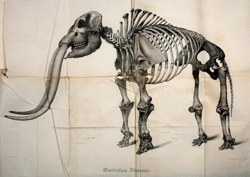 Neotoma Part II: extinct mammal distributions